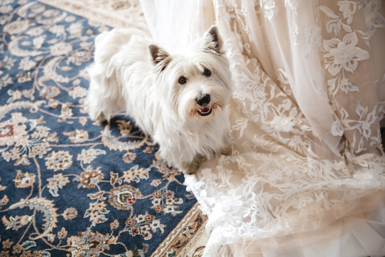 5 trendige Wege eure Haustiere in eure Hochzeit einzubinden